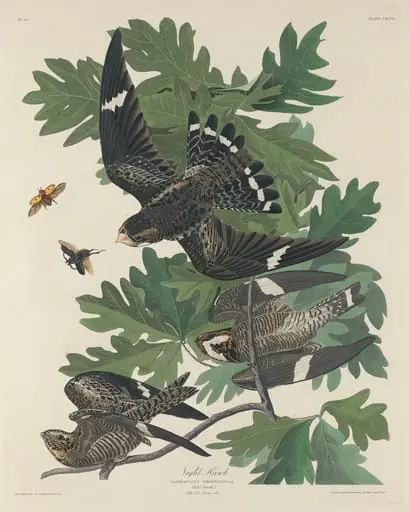 Night Hawk