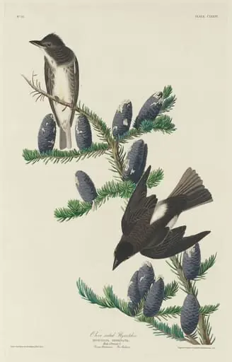 Olive-sided Flycatcher