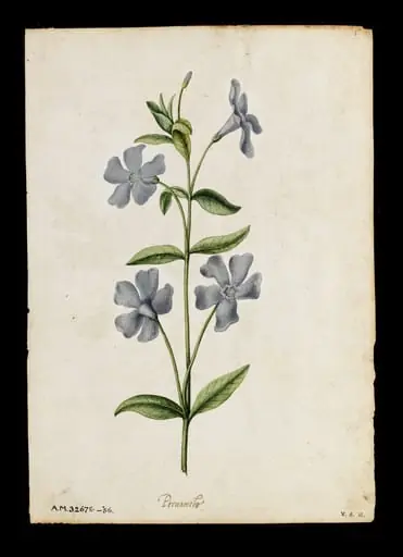Periwinkle; Peony