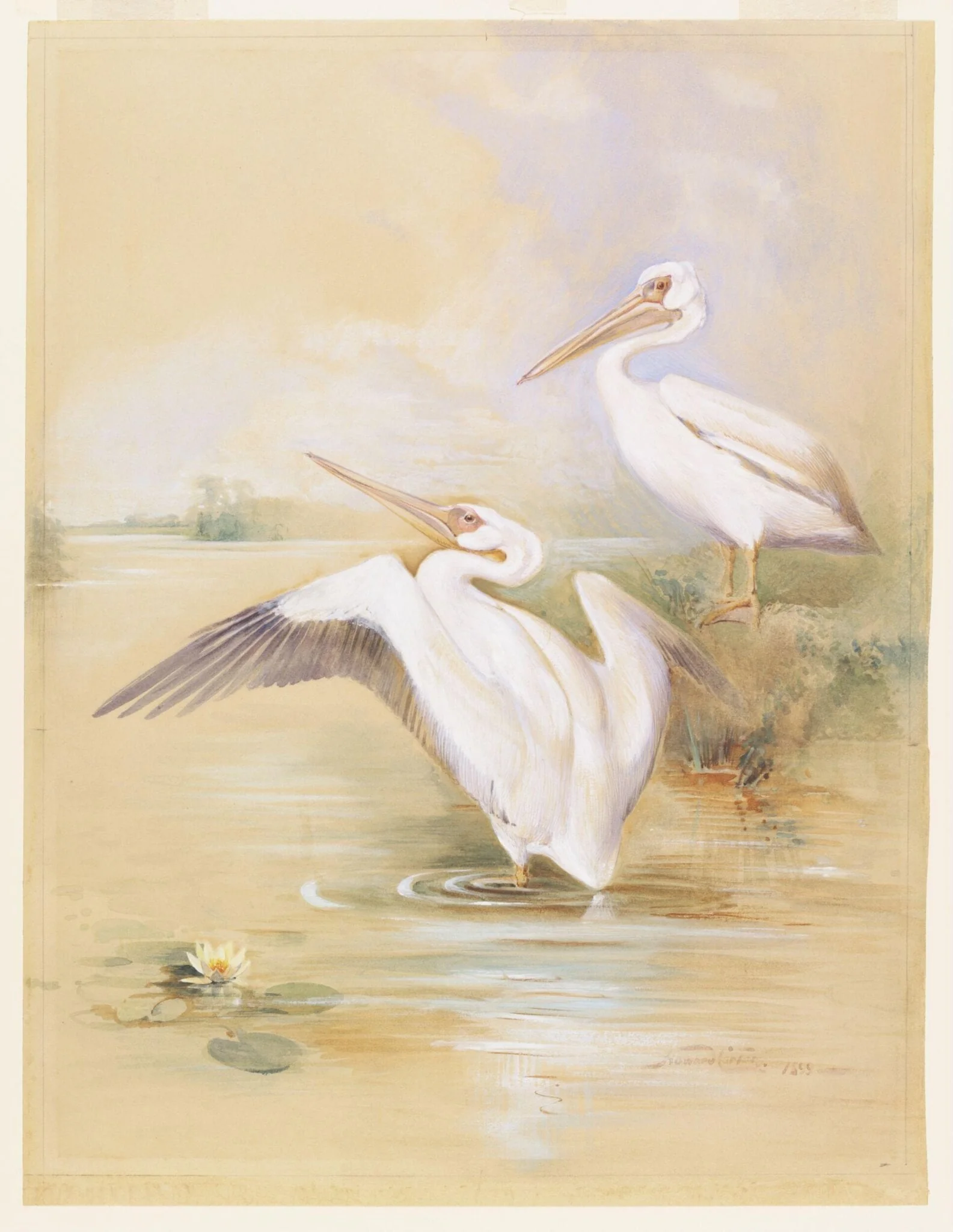 A pair of White Pelicans, by Howard Carter, watercolor, 1899