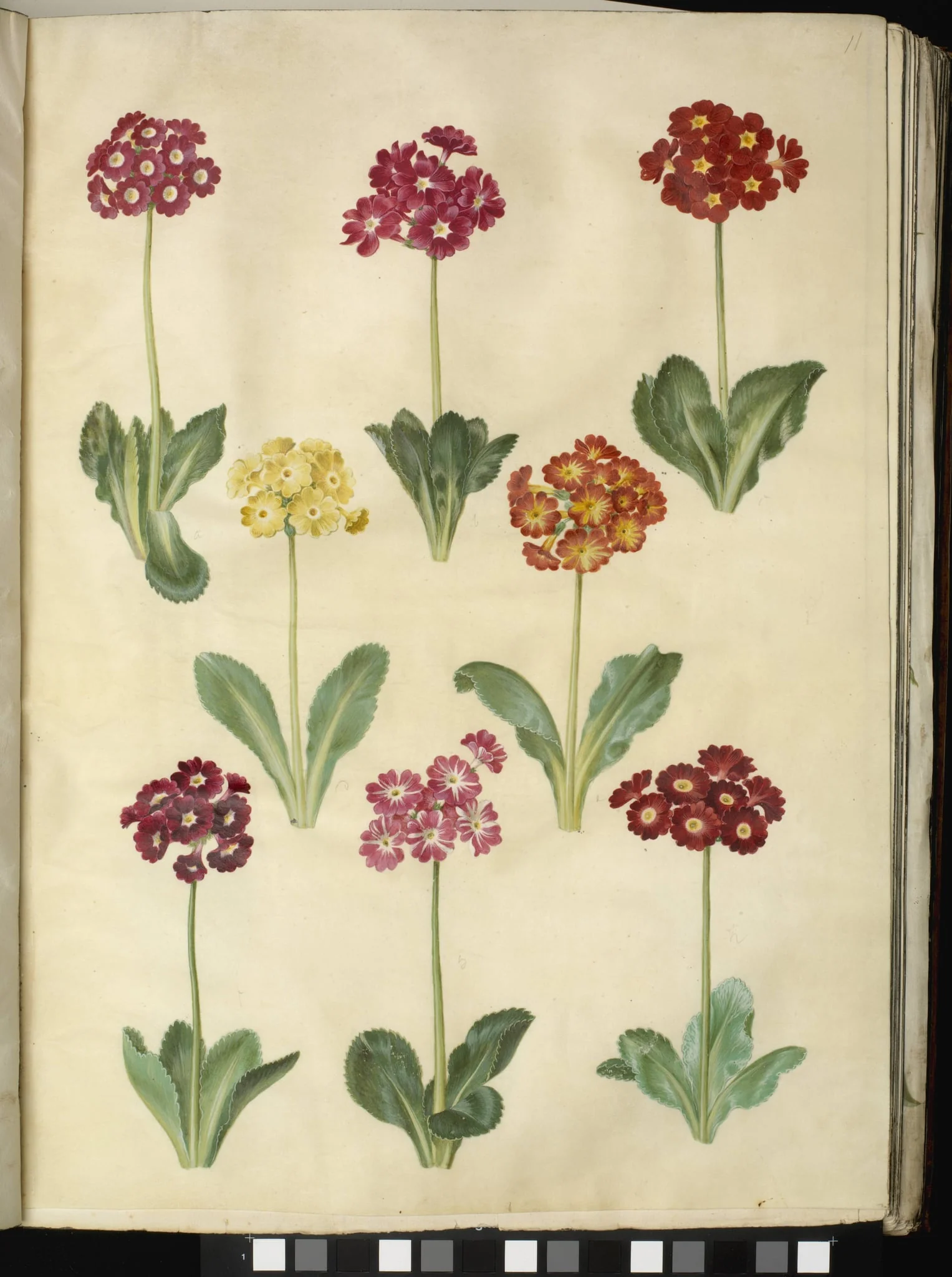 Primula ×pubescens (have-aurikel), by Unknown, unspecified, 1654