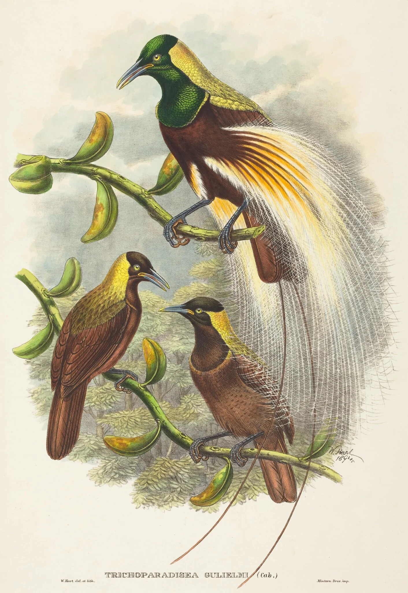 Trichoparadisea Gulielmi, by W. Hart, ink, 1882