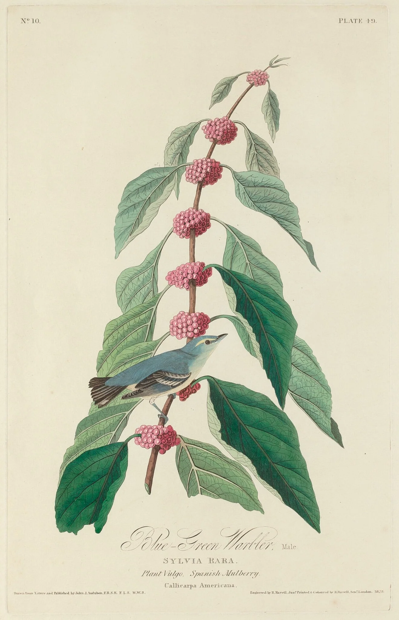 Blue-green Warbler