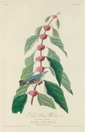 Blue-green Warbler