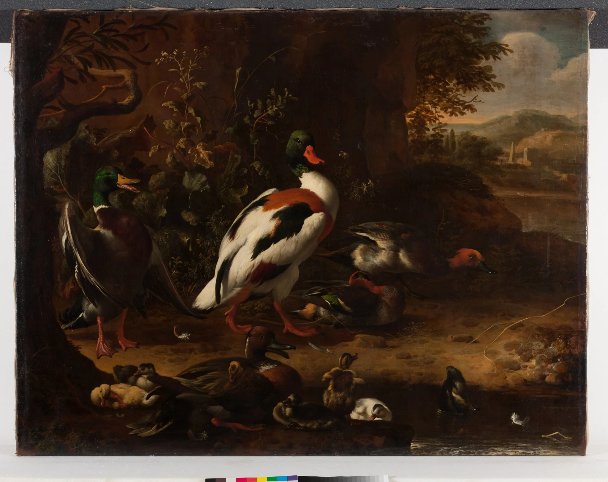 Enten am Waldrand