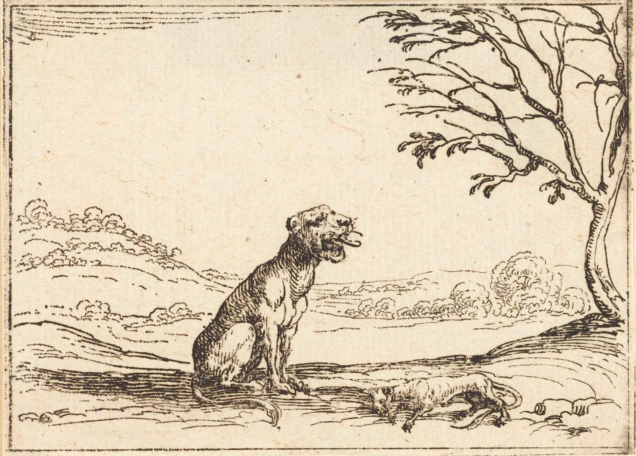 Lioness Mourning her Cub, by Jacques Callot, ink, 1628