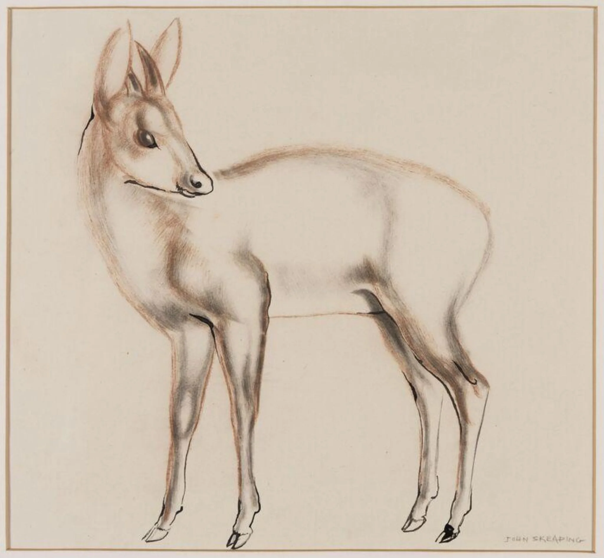 Antelope, probably a Dinken of the genus Cephalophus