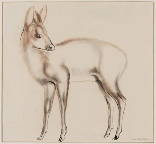 Antelope, probably a Dinken of the genus Cephalophus