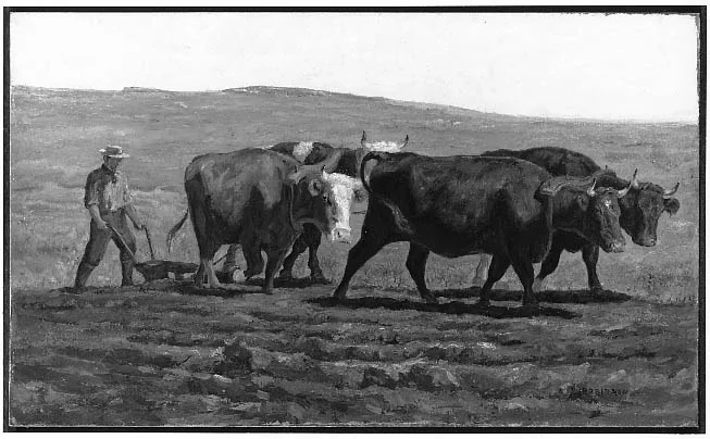 Oxen Plowing