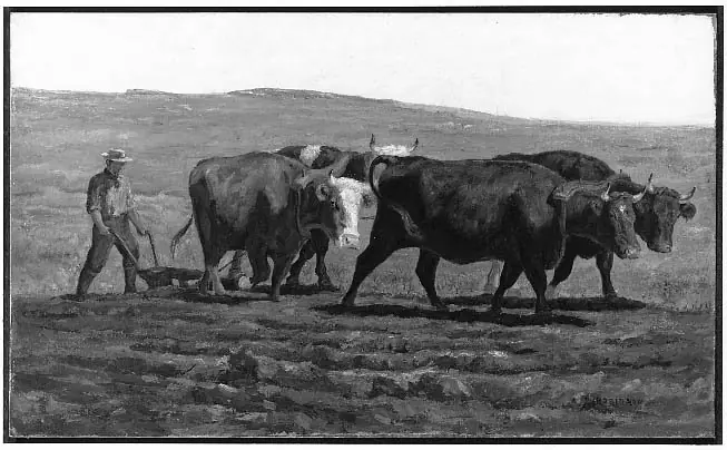 Oxen Plowing