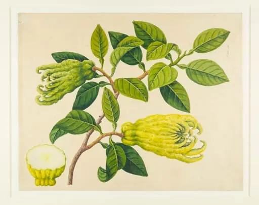 Fingered Citrons