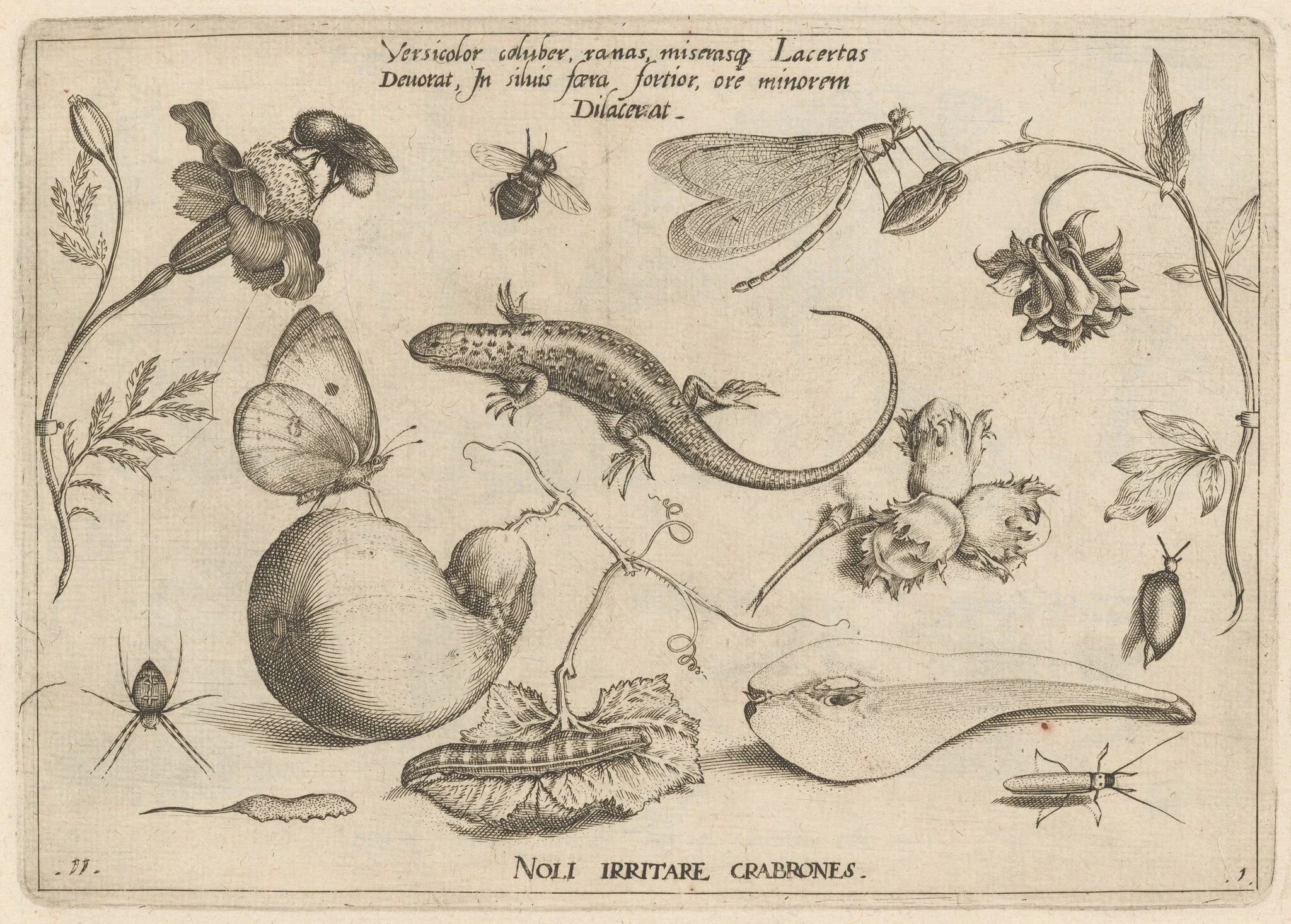 Archetypa studiaque patris Georgii Hoefnagelii [Part 1, Plate 11], by Jacob Hoefnagel, ink, 1592