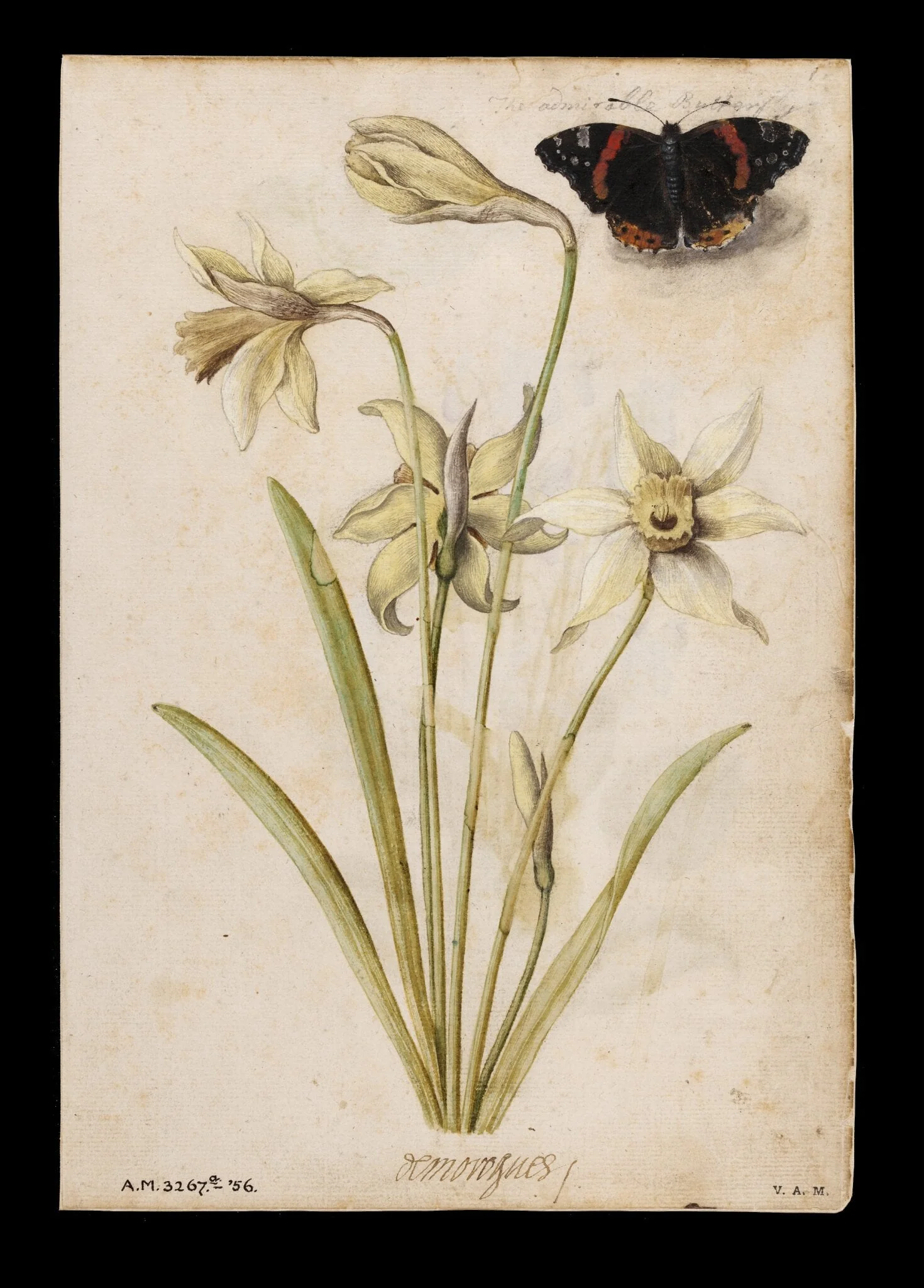 Daffodils and red admiral butterfly; Violets and red admiral butterfly, by Jacques Le Moyne de Morgues, watercolor, 1568