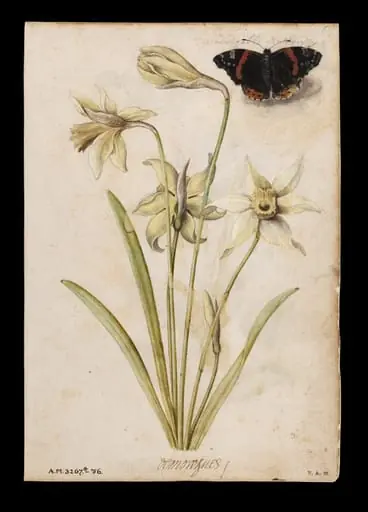 Daffodils and red admiral butterfly; Violets and red admiral butterfly