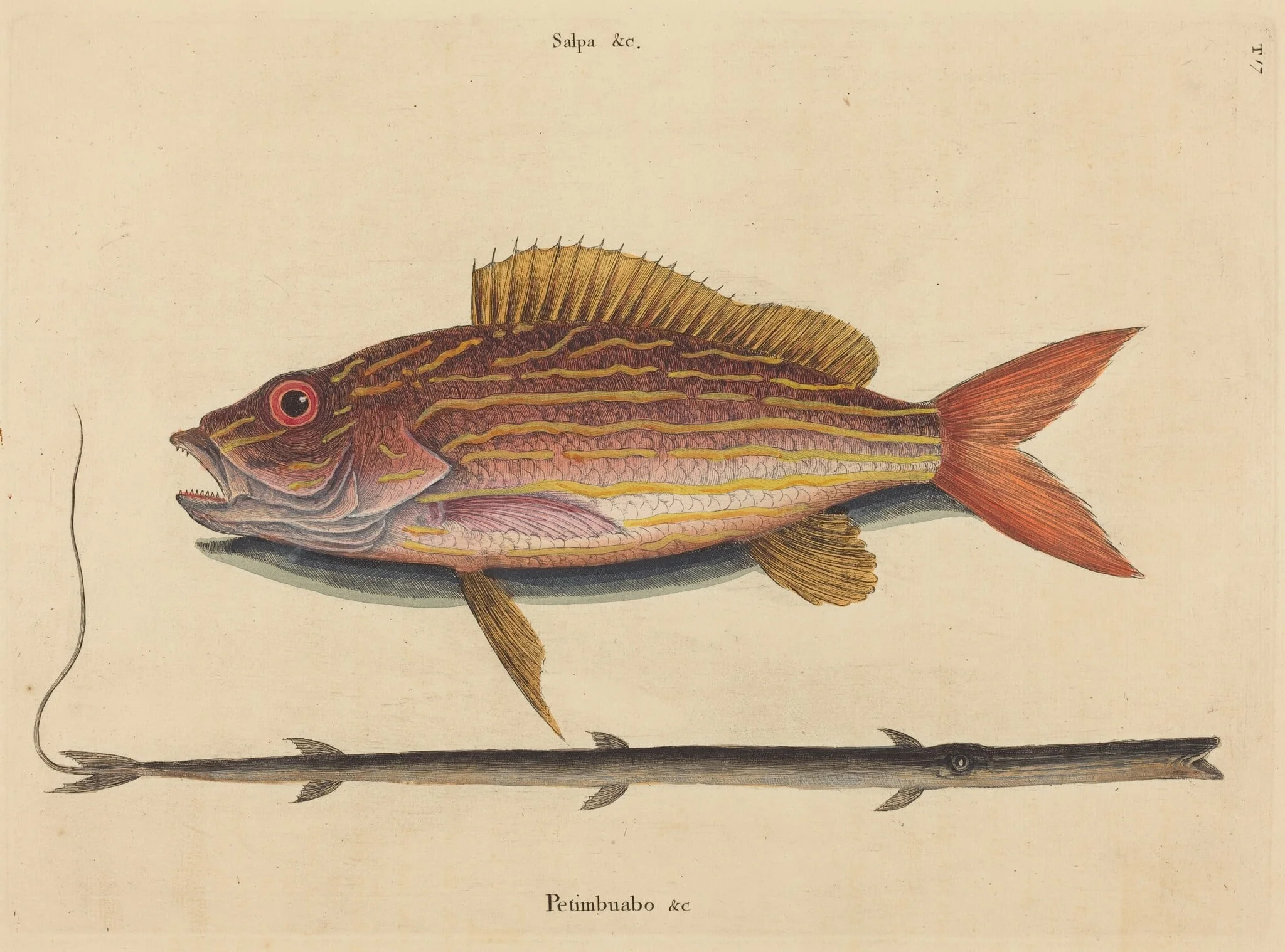 The Lane-snapper (Sparus synagris), by Mark Catesby, ink, 1737