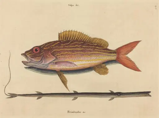 The Lane-snapper (Sparus synagris)