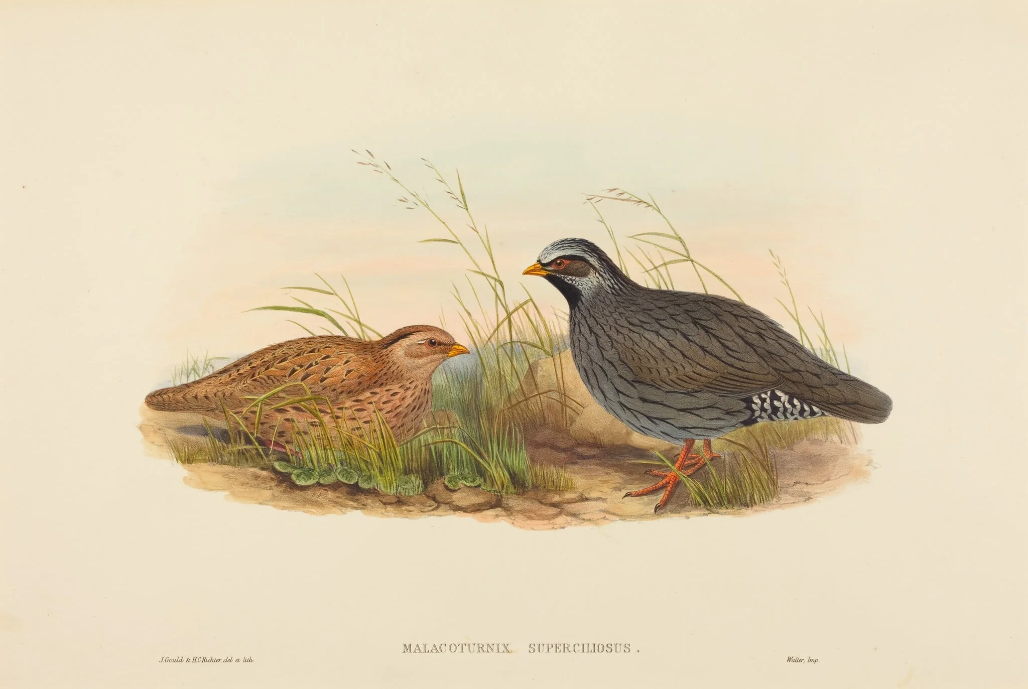 Malacoturnix superciliosus (Mountain Quail), by John Gould, ink, 1842