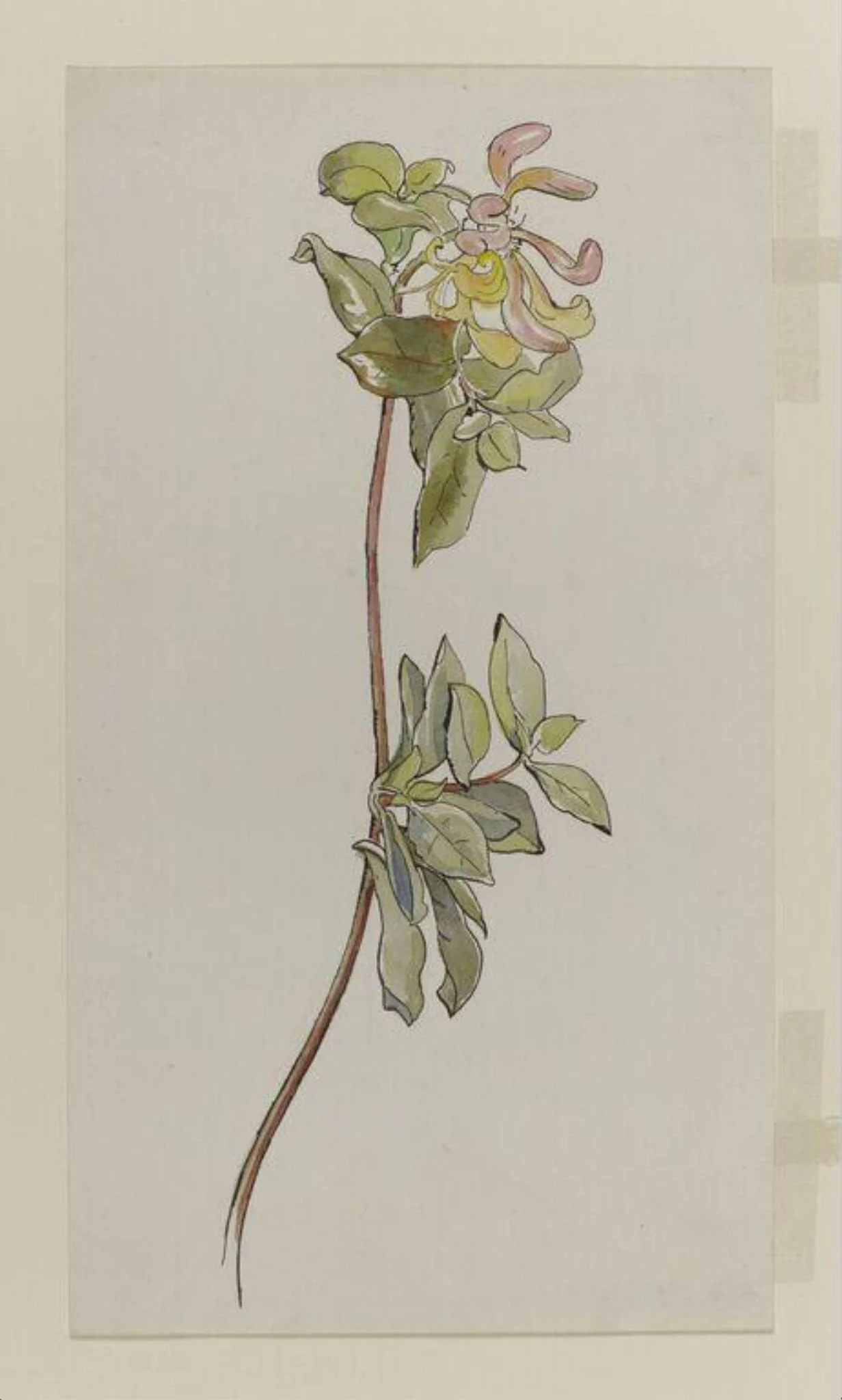 Spray of honeysuckle