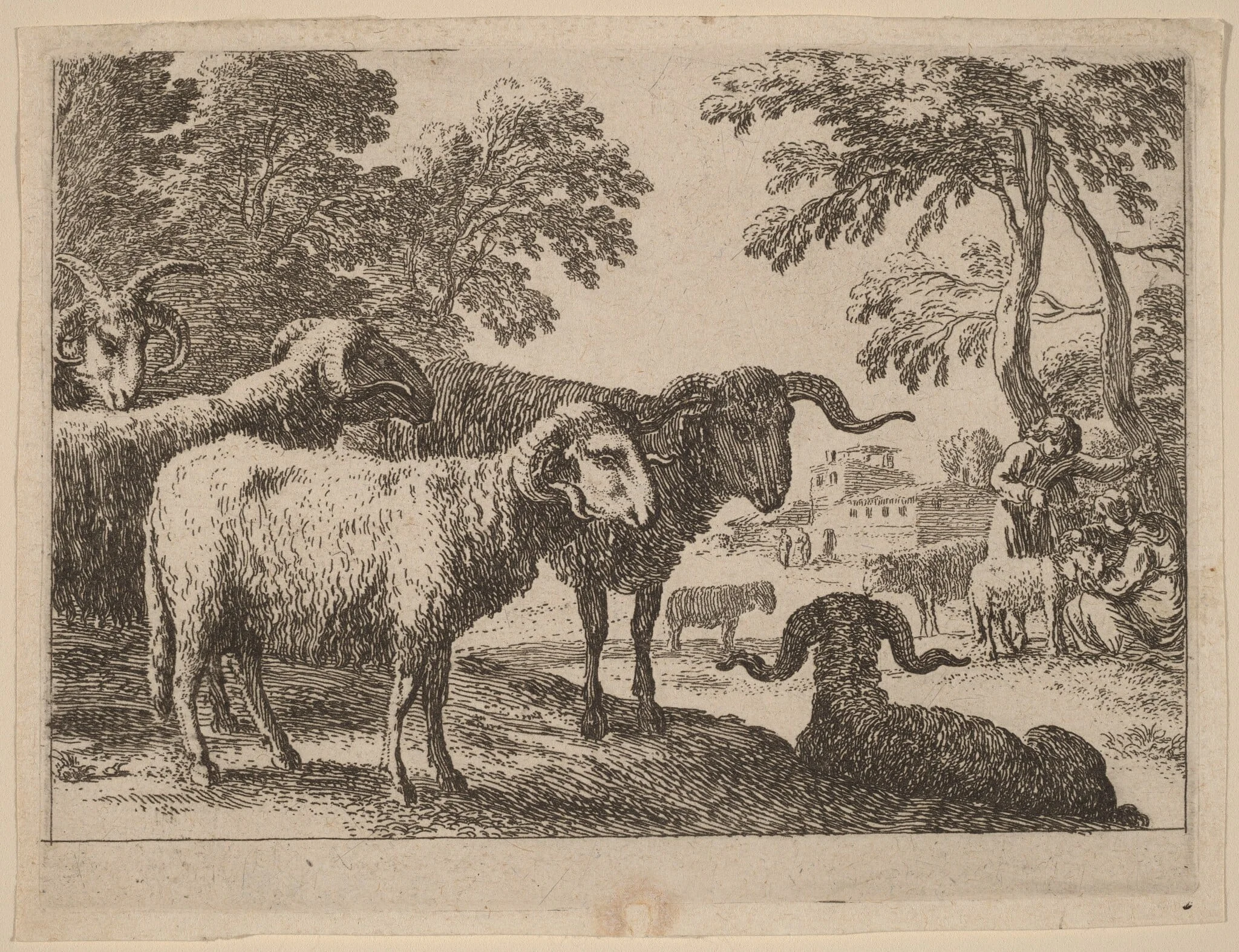 Rams, by Herman van Swanevelt, ink, 1628