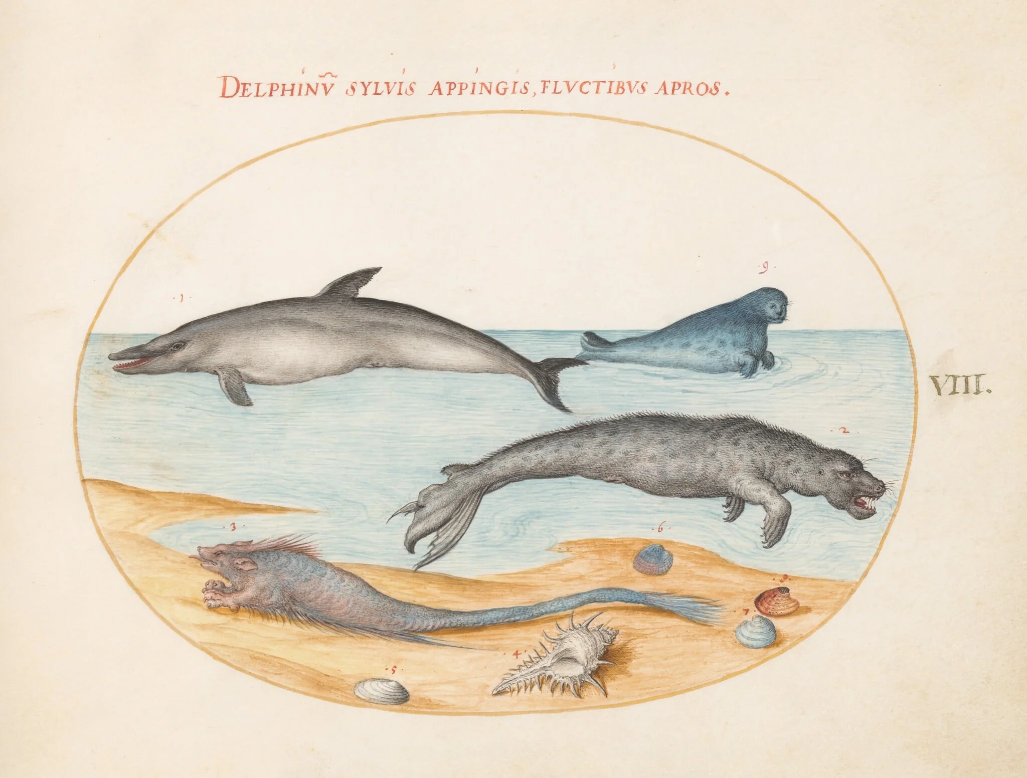 Plate 8: A Dolphin, Two Seals, a Brethmechin, and Shells, by Joris Hoefnagel, gouache, 1594