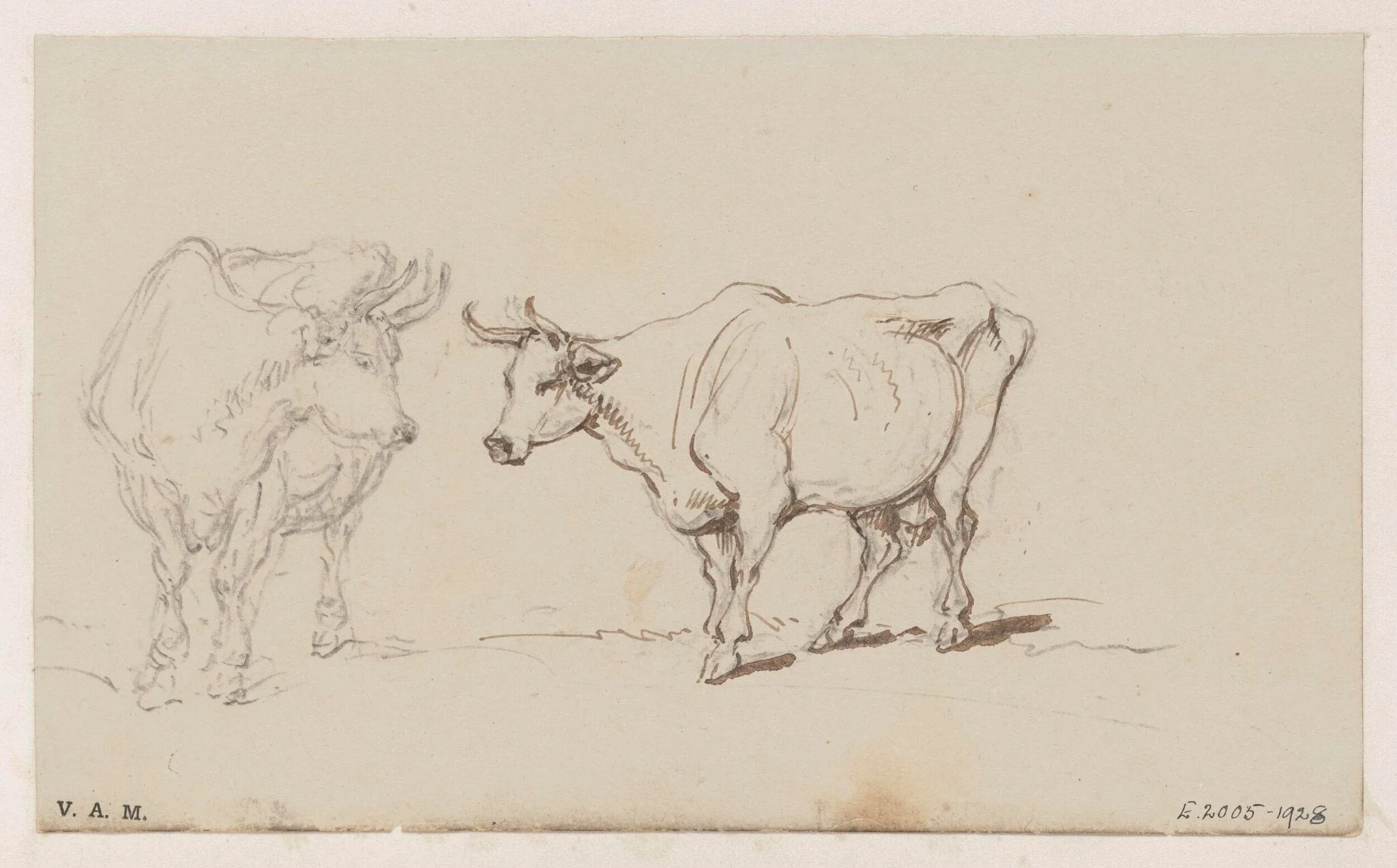 Two drawings of a cow, by George Chinnery, 19