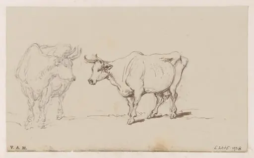 Two drawings of a cow