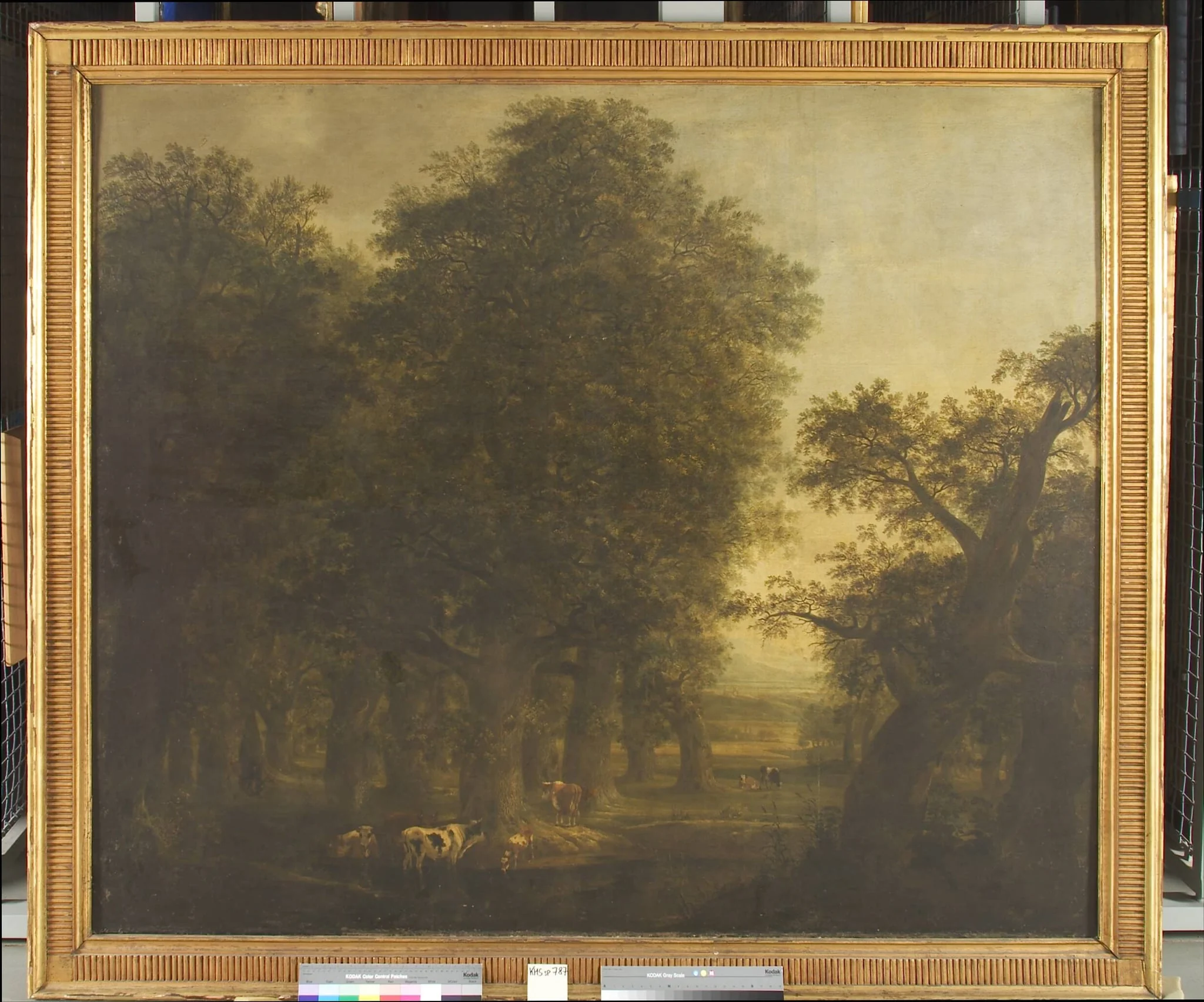 Oak Wood