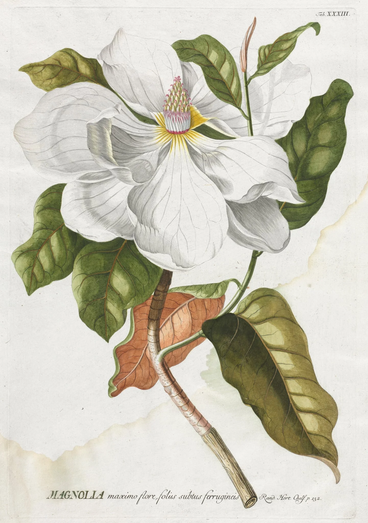 Plantae Selectae:  No. 33 - Magnolia, by Georg Dionysius Ehret, 1762