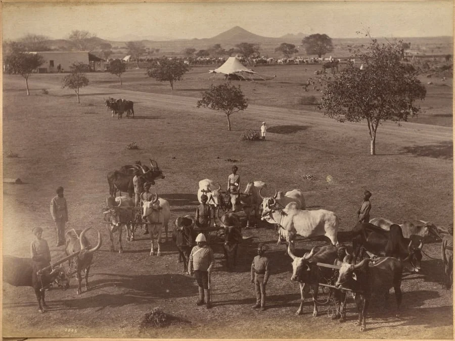 Bullocks of Elephant Battery, Jhansi