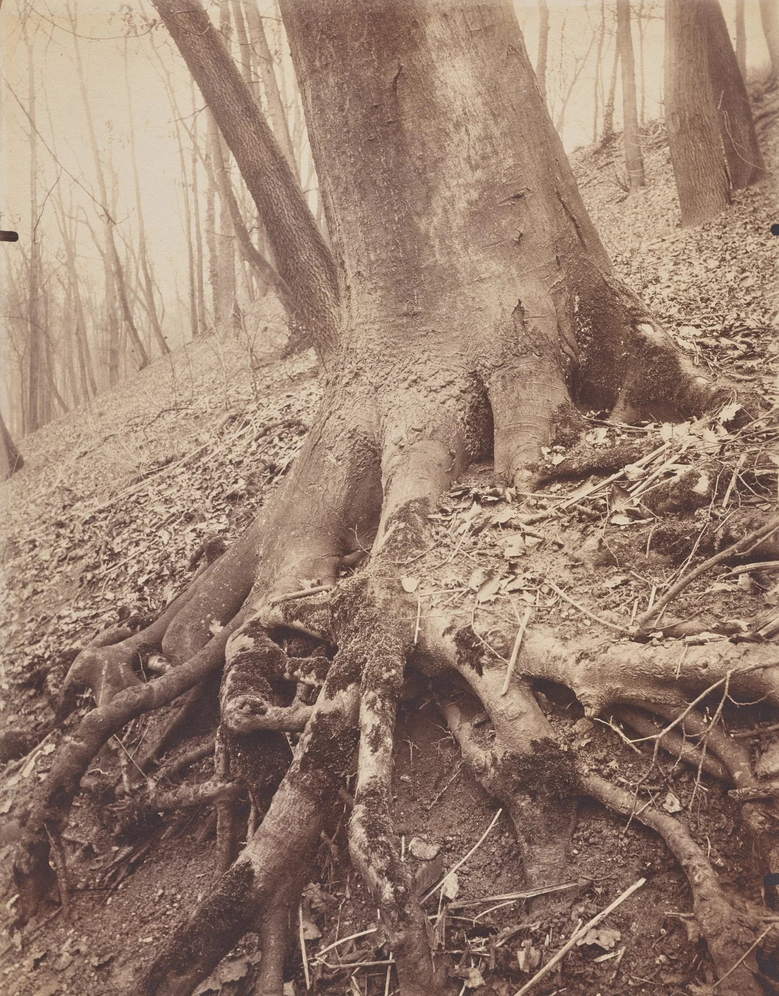 Trees and Roots, by Eugène Atget, 1904