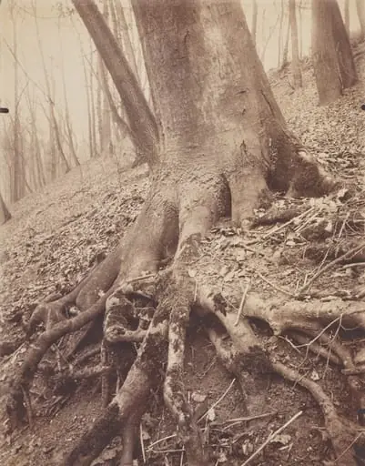 Trees and Roots