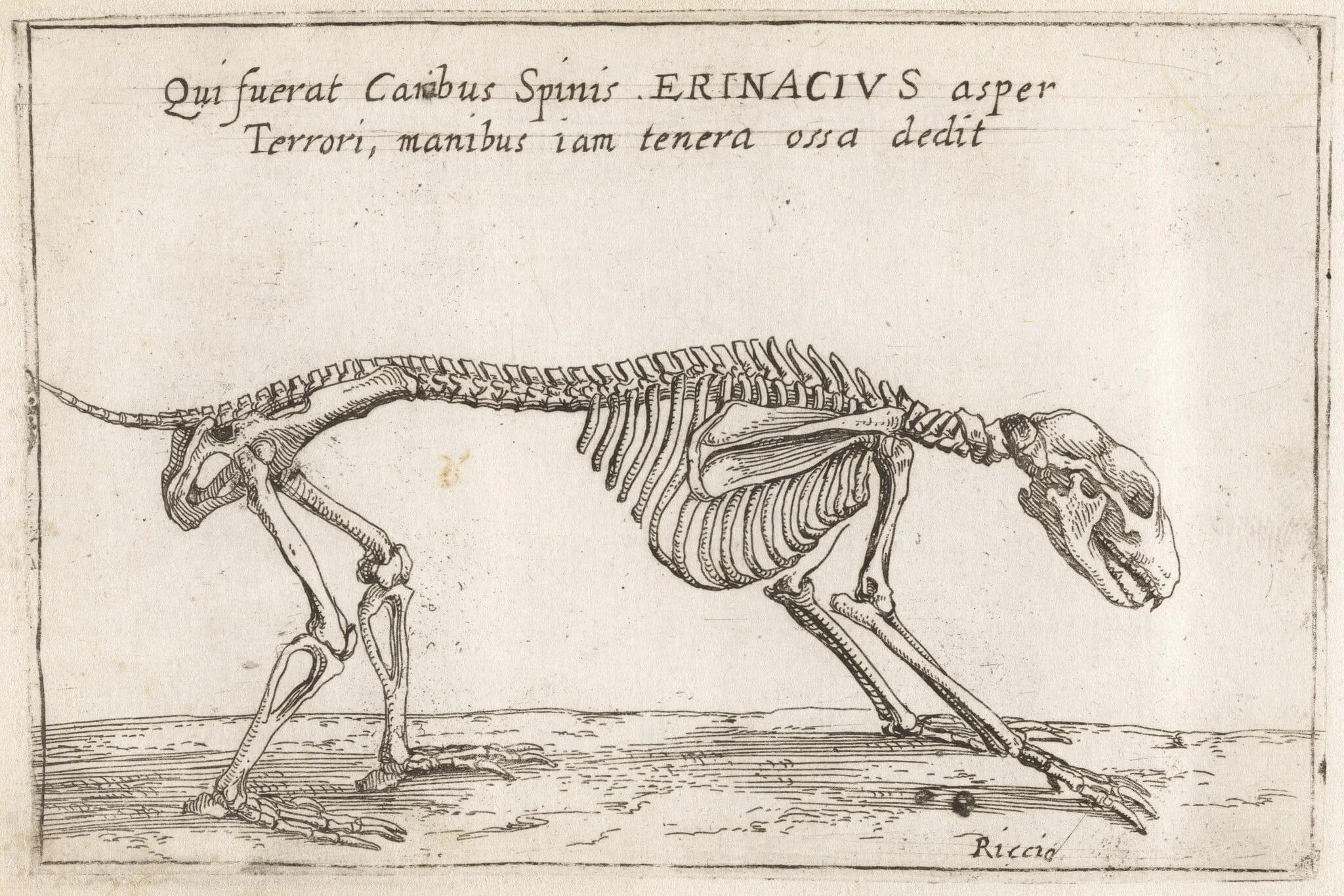 Skeleton of a Hedgehog, by Teodoro Filippo di Liagno, ink, 1620