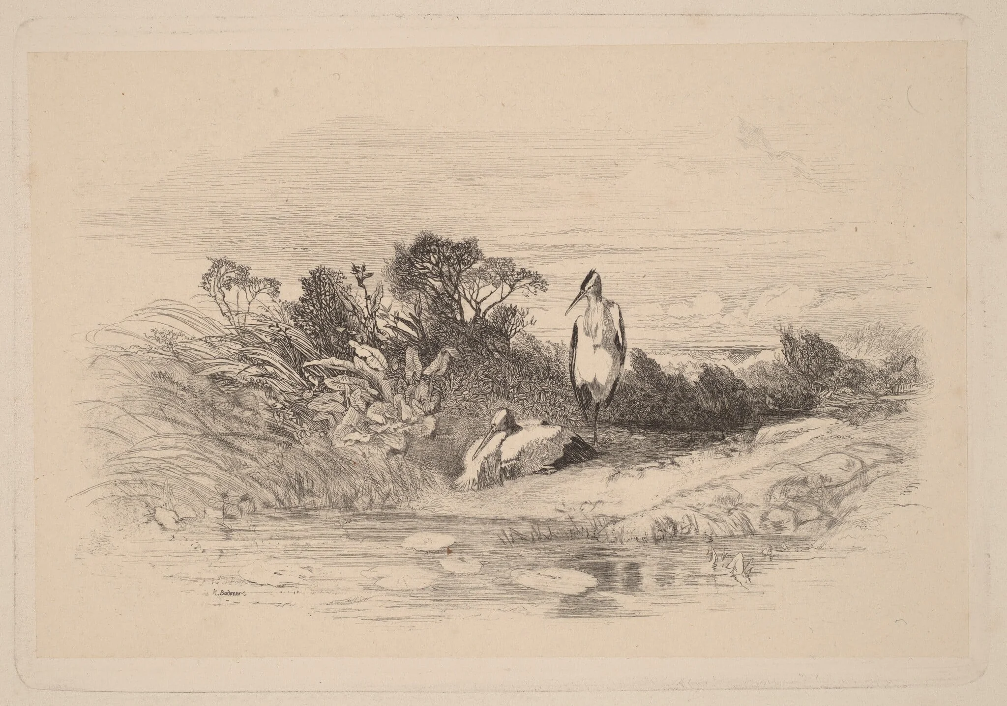 Herons, by Karl Bodmer, ink, 1851
