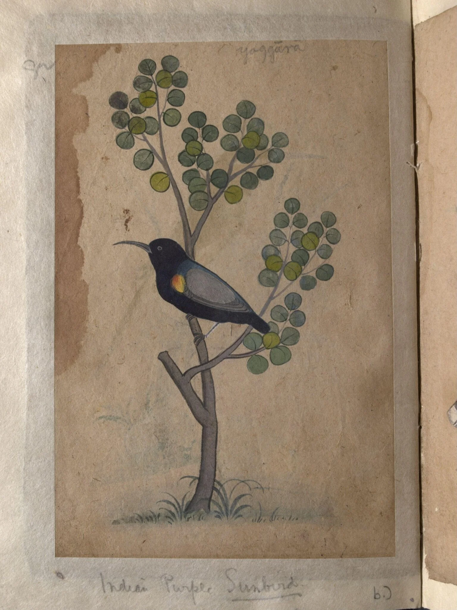 Depictions of a common Indian bee-eater and a Indian purple sunbird of Northern India