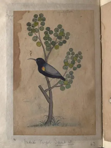 Depictions of a common Indian bee-eater and a Indian purple sunbird of Northern India