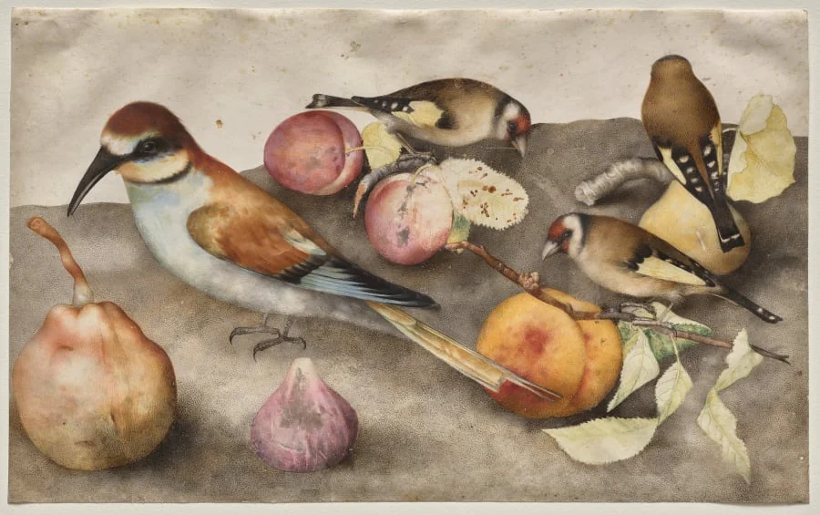 Still Life with Birds and Fruit, by Giovanna Garzoni, 1650