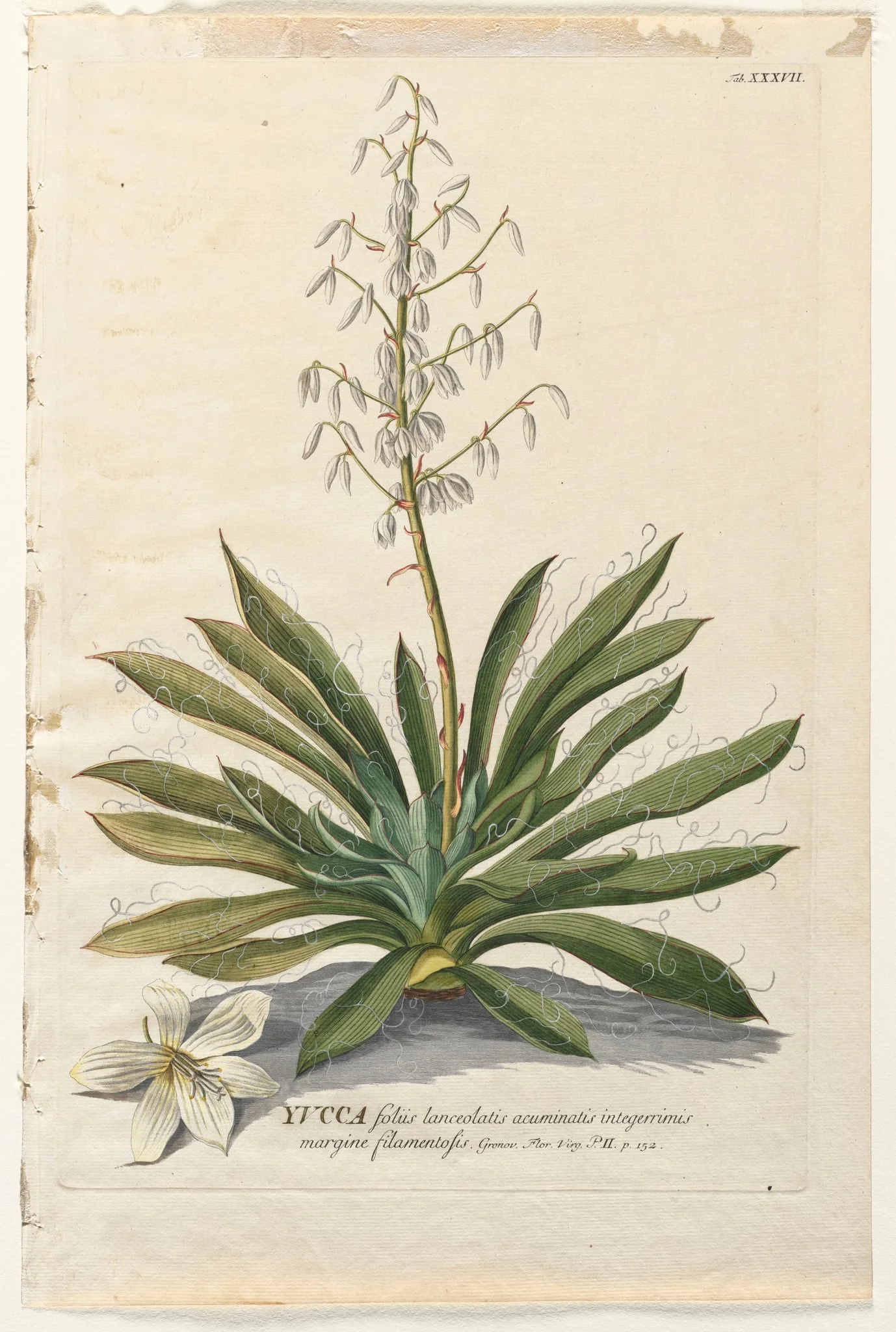 Plantae Selectae:  No. 37 - Yucca, by Georg Dionysius Ehret, 1762