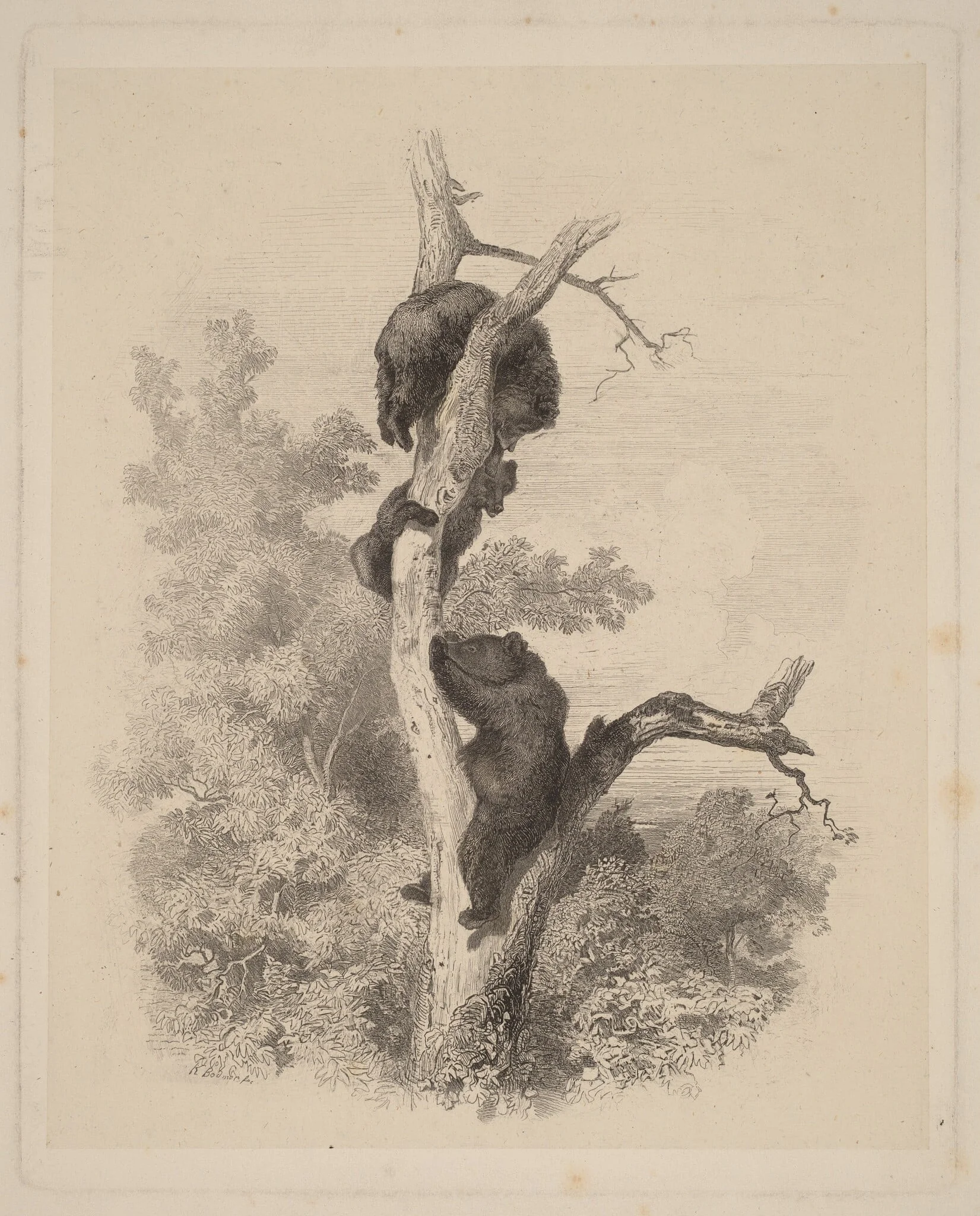 Les Ours (The Bears), by Karl Bodmer, ink, 1866