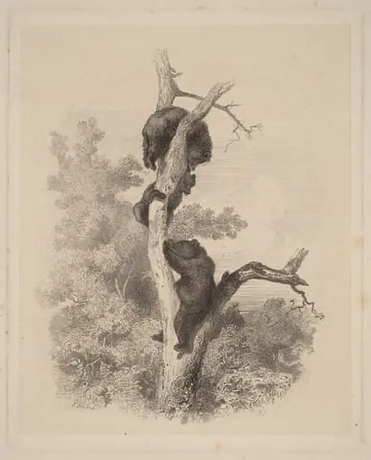 Les Ours (The Bears)