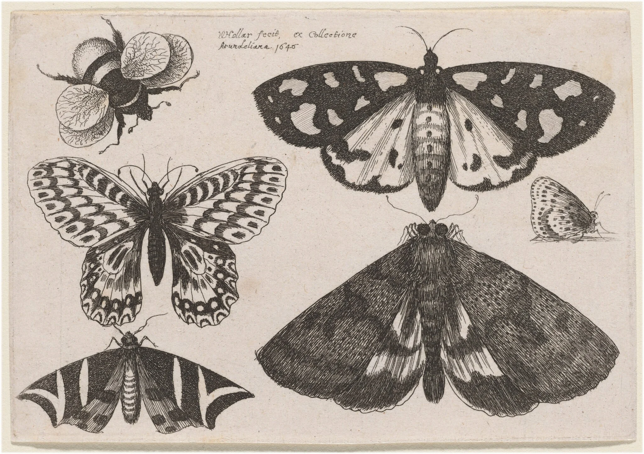 Three Moths, Two Butterflies, and a Bumble Bee, by Wenceslaus Hollar, ink, 1646
