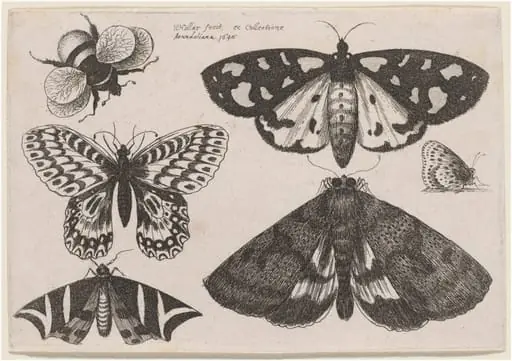 Three Moths, Two Butterflies, and a Bumble Bee