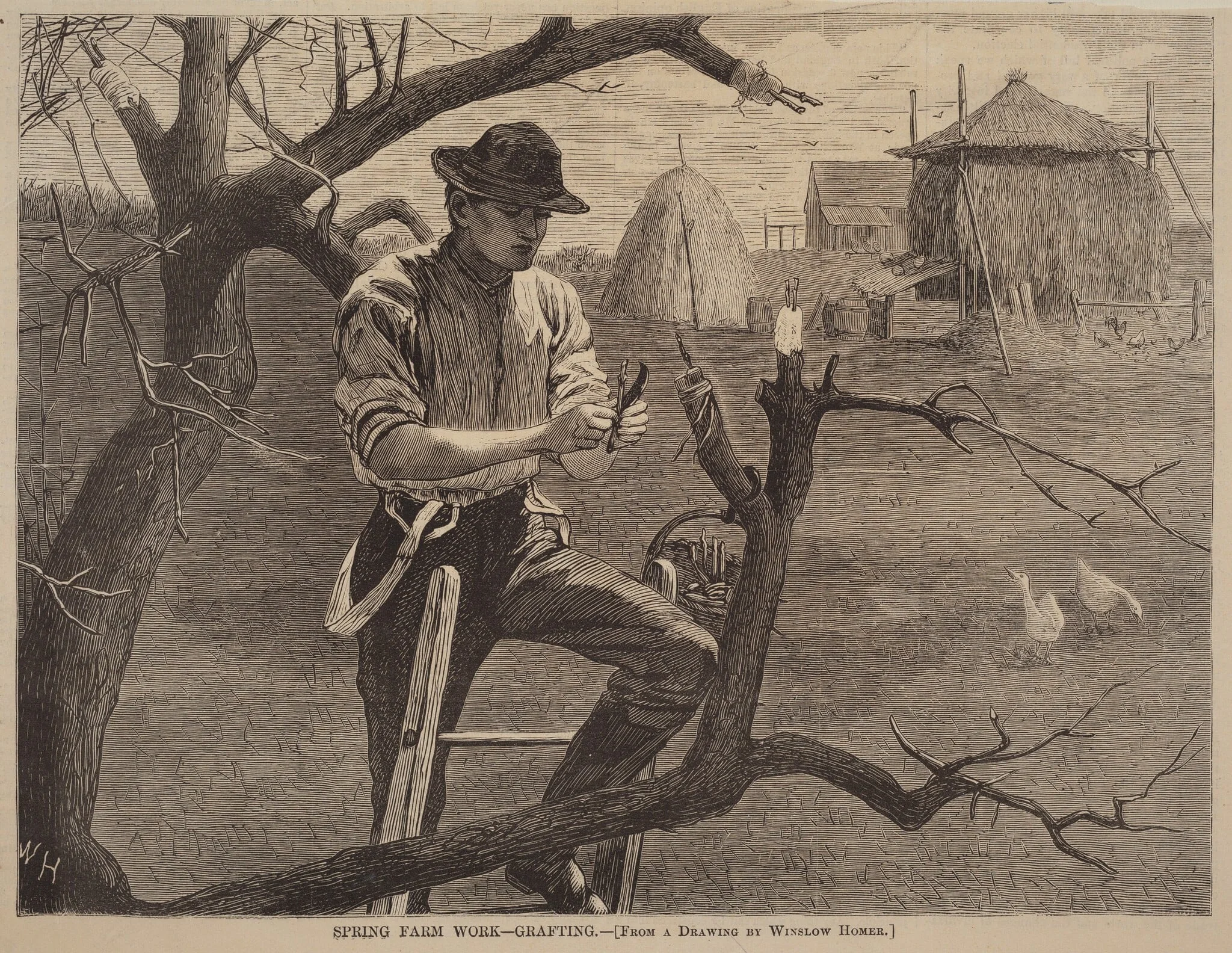 Spring Farm Work - Grafting, by American 19th Century, ink, 1870