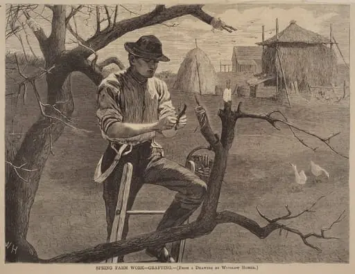 Spring Farm Work - Grafting