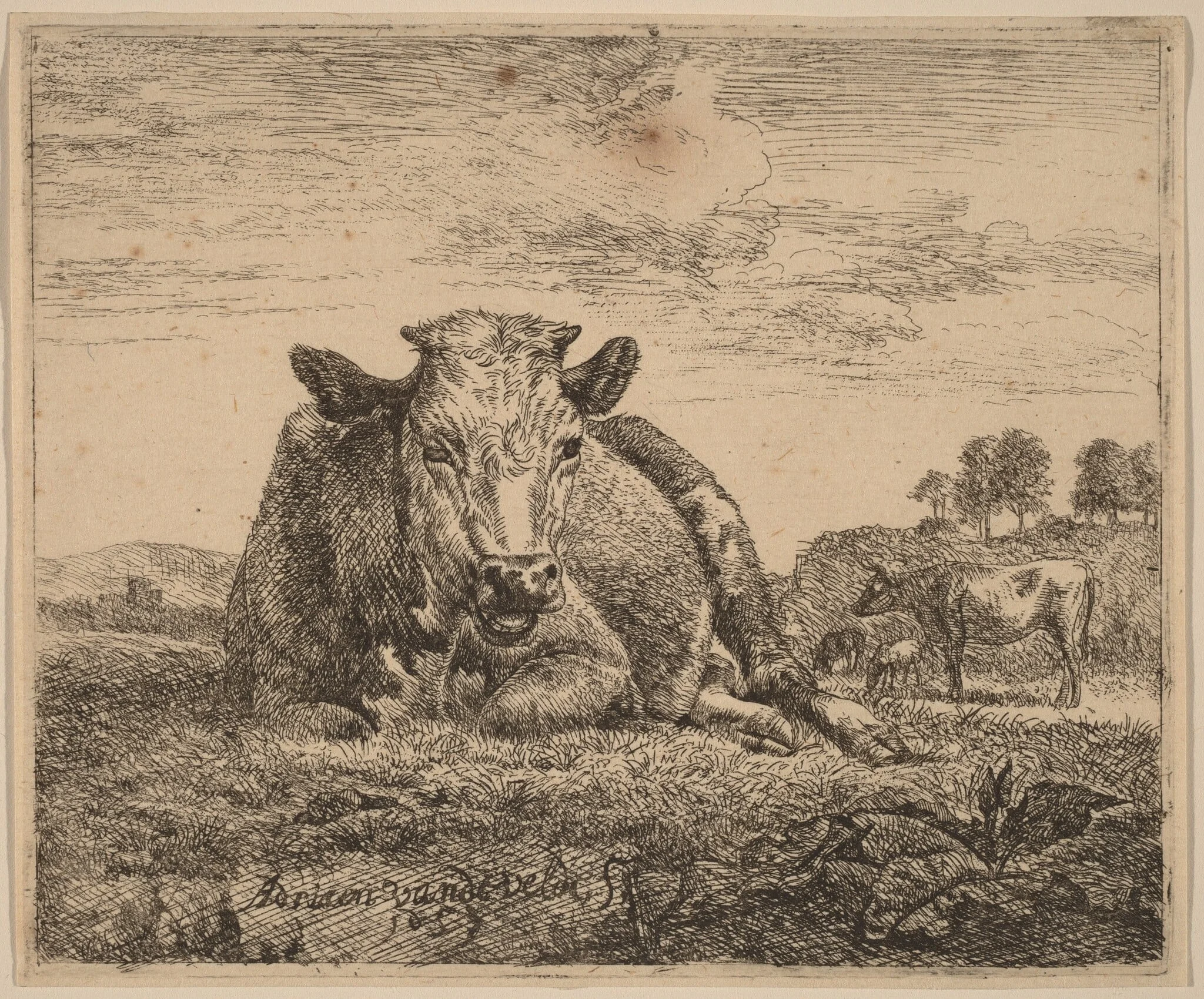 Recumbent Cow, by Adriaen van de Velde, ink, 1657