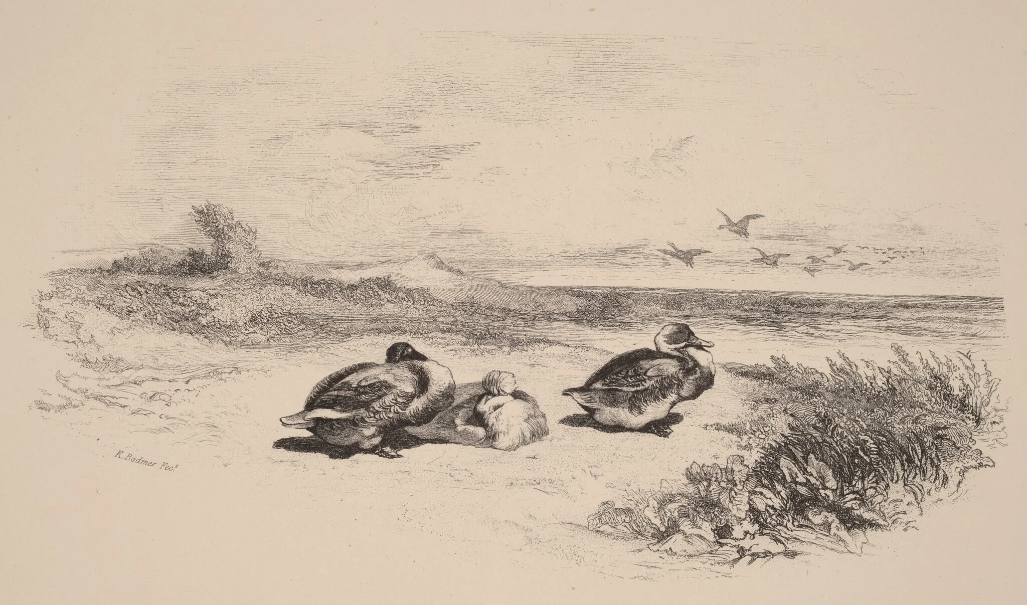 Canards Sauvages