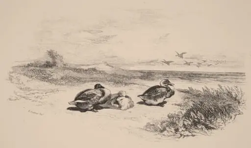 Canards Sauvages