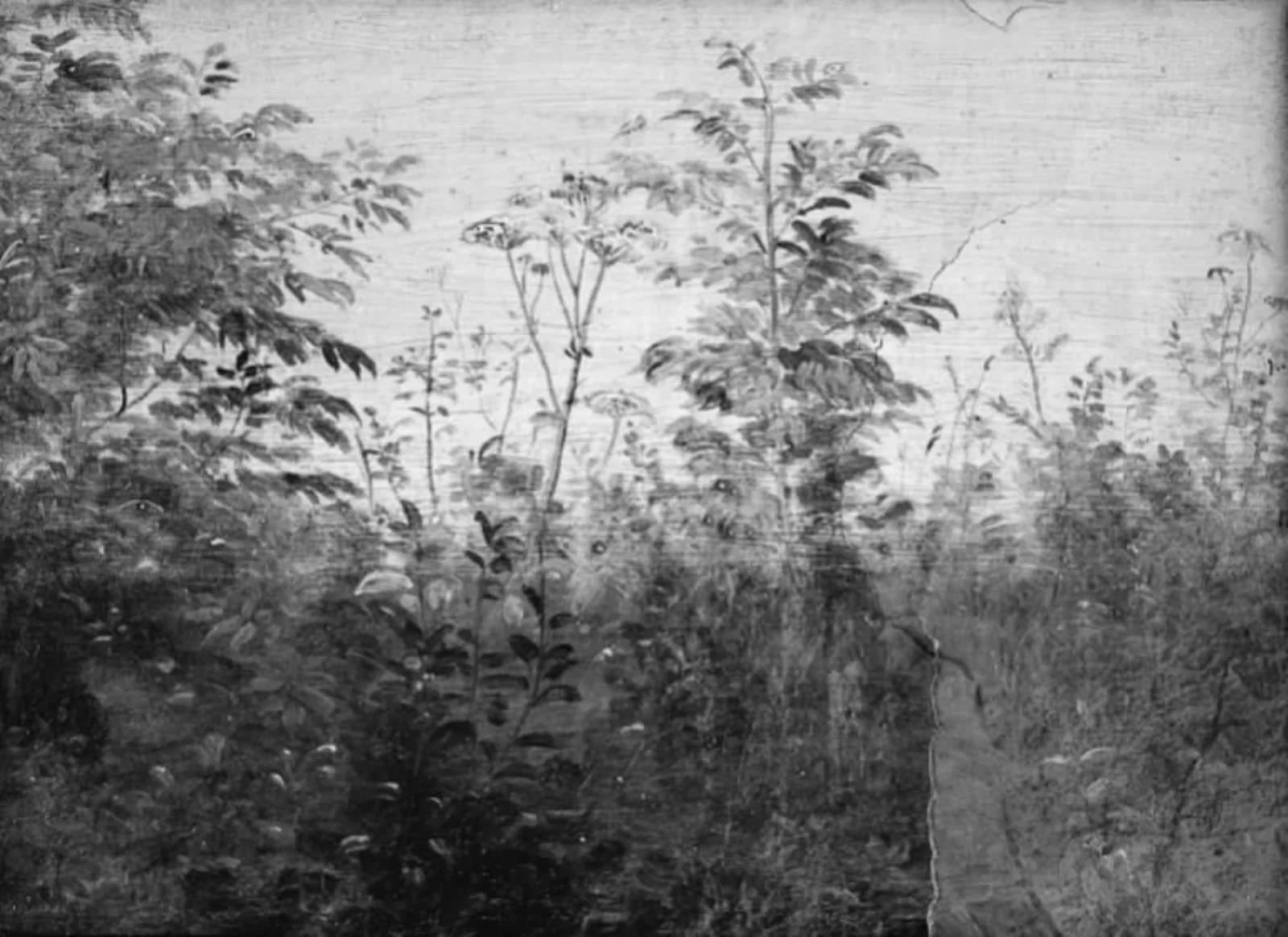 Foreground Study