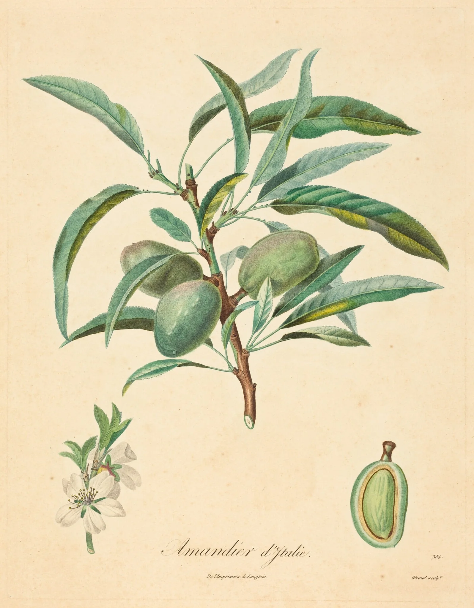 Amandier d'Italie, by French 19th Century, ink, 1850