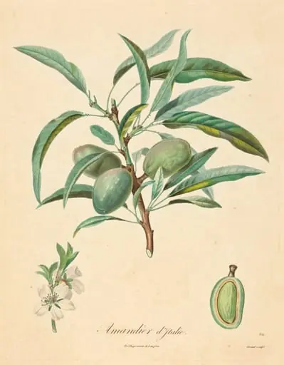Amandier d'Italie