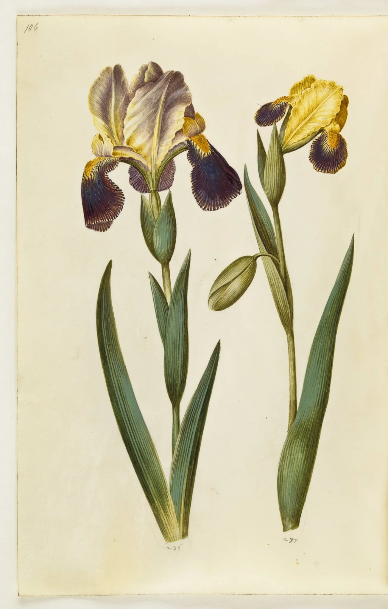 Iris ×germanica eller Iris ×sambucina (have-iris eller hylde-iris); Iris variegata (broget iris), by Unknown, unspecified, 1650